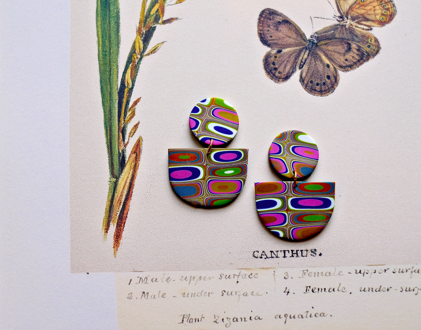Baby Butterflies